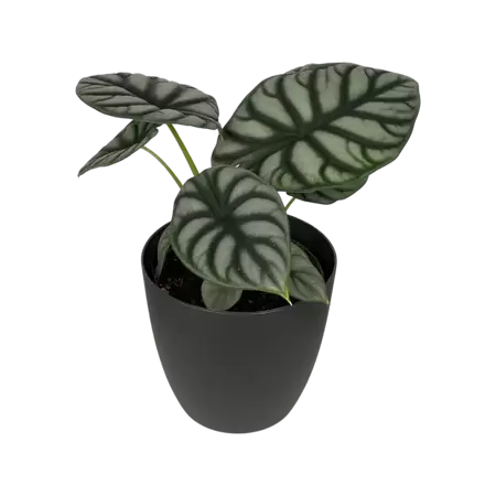 Alocasia Silver Dragon