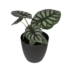 Alocasia Silver Dragon