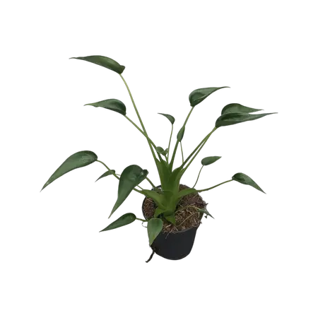 Alocasia Tiny Dancer