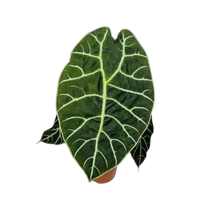Alocasia Watsoniana