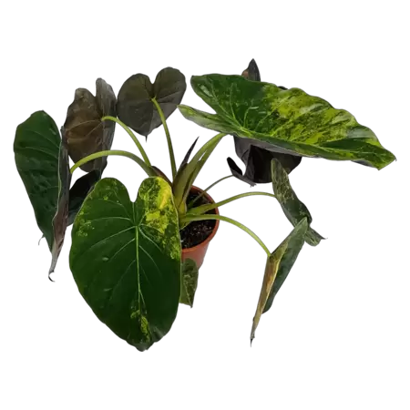 Alocasia Wentii Variegata - afbeelding 1