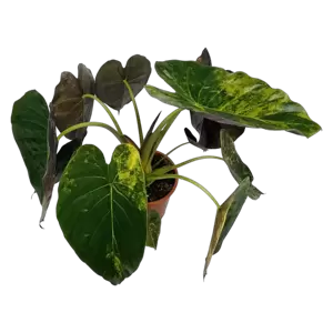 Alocasia Wentii Variegata - afbeelding 2