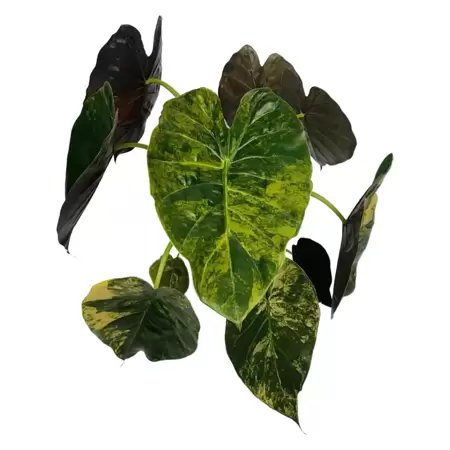 Alocasia Wentii Variegata - afbeelding 2