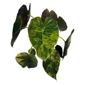 Alocasia Wentii Variegata - afbeelding 2