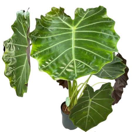 Alocasia Williams Hybrid