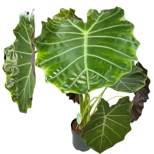 Alocasia Williams Hybrid