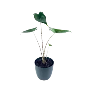 Alocasia Zebrina babyplant