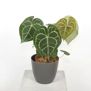 Anthurium Clarinervium