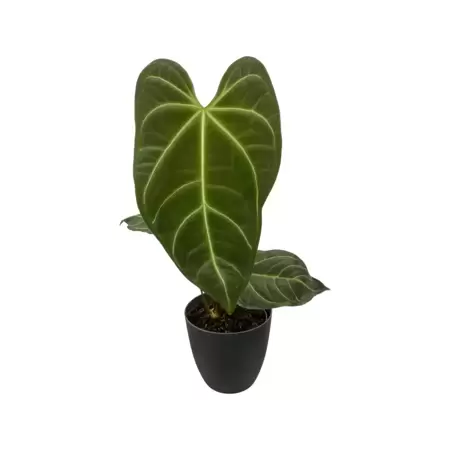 Anthurium Regale