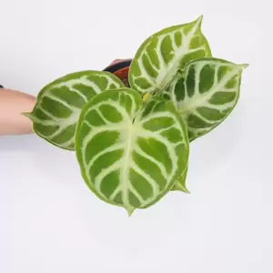 Anthurium 'Silver Blush'