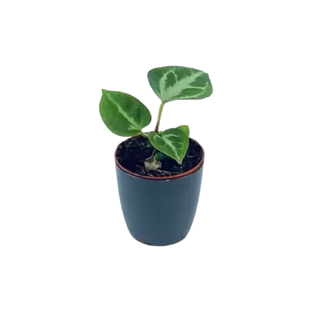 Anthurium Silver Blush babyplant