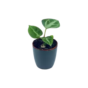 Anthurium Silver Blush babyplant