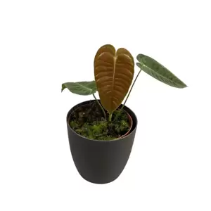Anthurium Veitchii - afbeelding 2