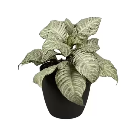 Aphelandra White Wash