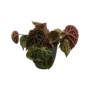 Begonia Ferox