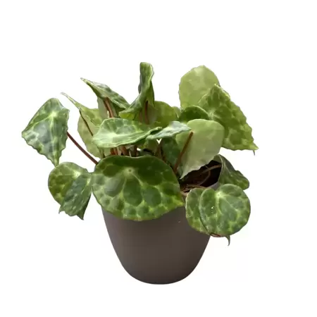 Begonia Kingiana