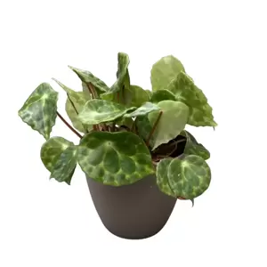 Begonia Kingiana