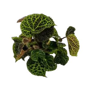 Begonia Melanobullata