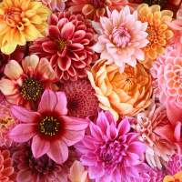 Bloemen