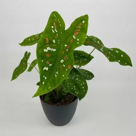 Caladium Bicolor Clown