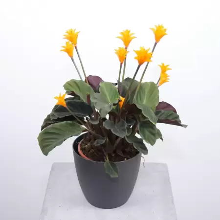 Calathea Crocata "Tasmaniana"