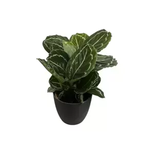 Calathea Julia