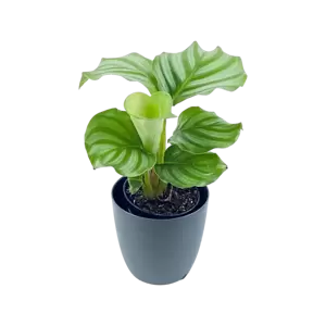 Calathea Orbifolia babyplant