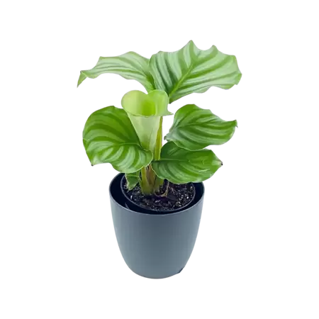 Calathea Orbifolia babyplant