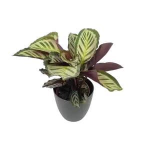 Calathea Peacock