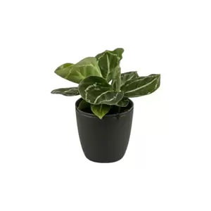 Calathea Rosea-Picta Green