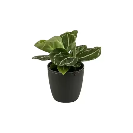 Calathea Rosea-Picta Green - Babyplant