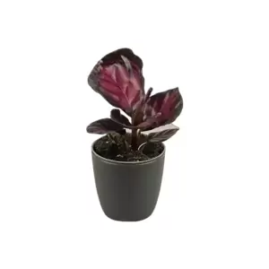 Calathea Rosea-Picta Rosy - Babyplant