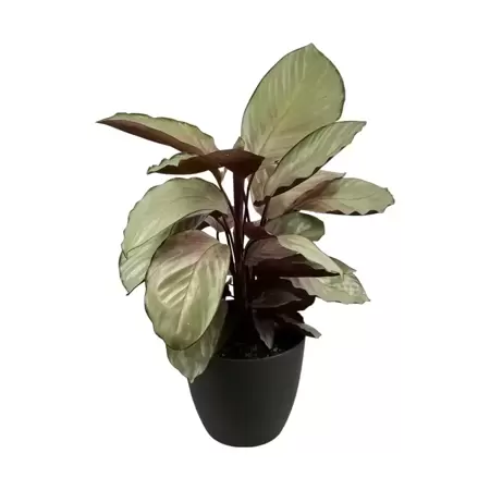 Calathea Silver Plate