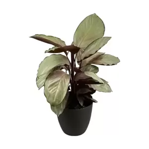 Calathea Silver Plate