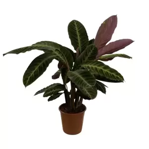 Calathea Warscewiczii