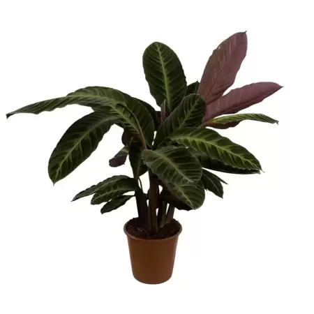 Calathea Warscewiczii