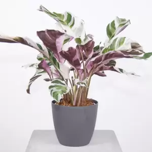 Calathea White Fusion