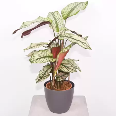 Calathea White Star