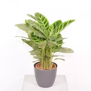 Calathea Zebrina