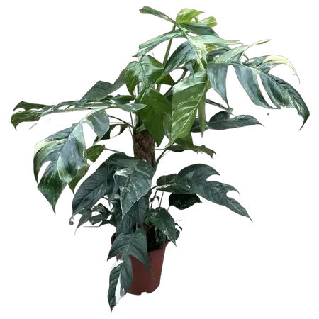 Epipremnum Pinnatum Variegata XL - afbeelding 1