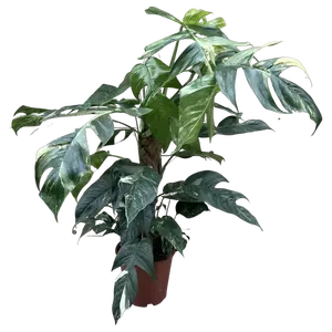 Epipremnum Pinnatum Variegata XL - afbeelding 1