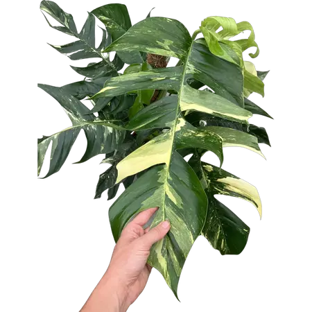 Epipremnum Pinnatum Variegata XL - afbeelding 2