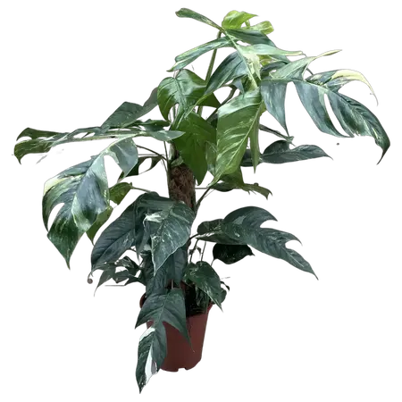 Epipremnum Pinnatum Variegata XL - image 1