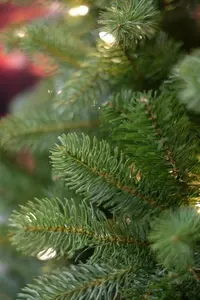 Poly Bayberry Spruce Hinged h243cm - afbeelding 4