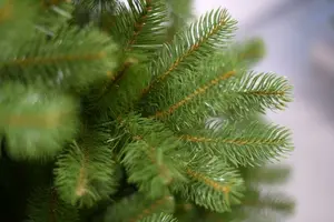 Poly Bayberry Spruce Hinged h243cm - afbeelding 2