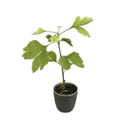 Ginkgo Biloba