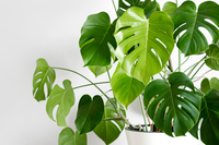 Groene kamerplanten