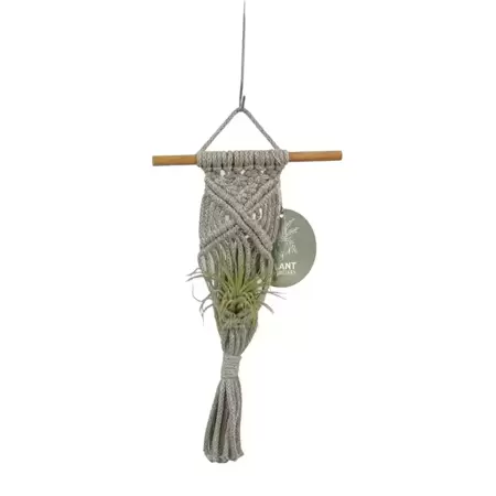 Hanger Air Plant - Grijs