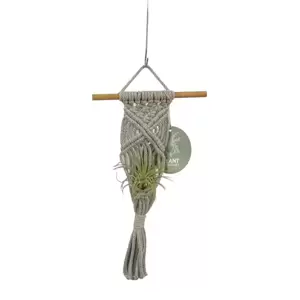 Hanger Air Plant - Gris clair