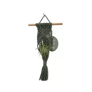 Hanger Air Plant - Groen/wit